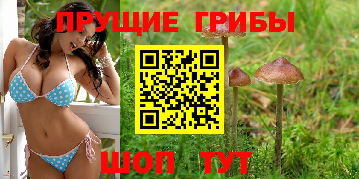 Псилоцибиновые грибы Psilocybe Гусев